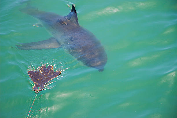 Great White Shark Stalking Decoy 1 stock photo