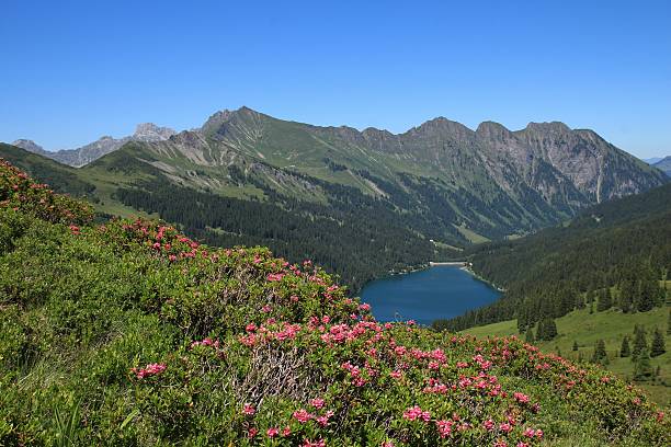 istock Alpenrosen and lake Arnensee 480523098