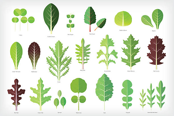 ilustrações de stock, clip art, desenhos animados e ícones de salada verde - red romaine