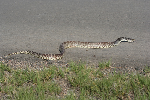Bull snake crossing road