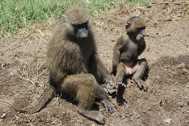istock baboons - mother and child 480524833