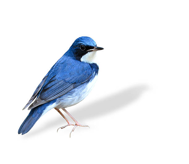 istock Beutiful standing blue bird, Siberian Blue Robin isolated on whi 480525661