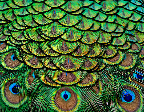 istock Beautiful Peacock bird feathers in great texture 480525729