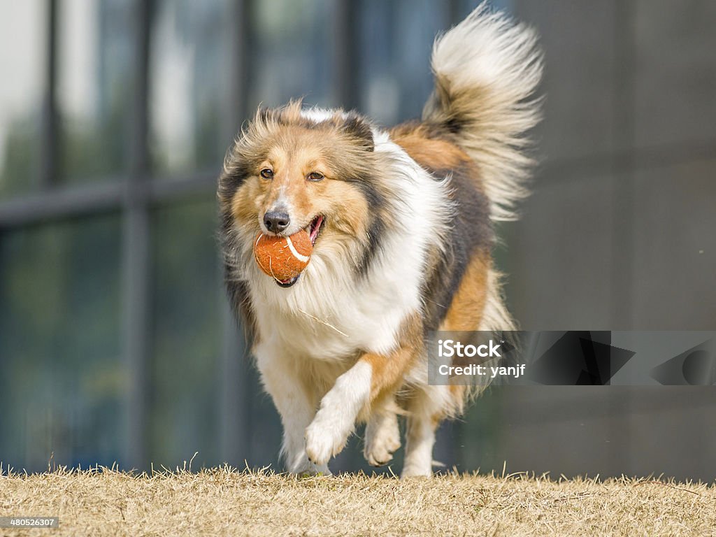 Cão, com Cão pastor de Shetland com bola na Boca - Royalty-free Amizade Foto de stock