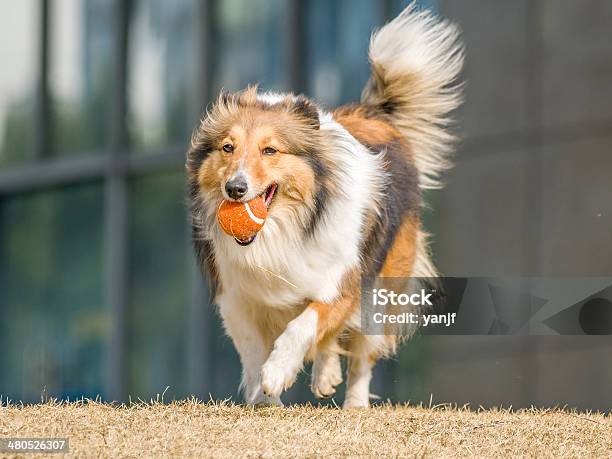 Cão Com Cão Pastor De Shetland Com Bola Na Boca - Fotografias de stock e mais imagens de Amizade - Amizade, Amor, Animal