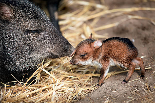 pecarí de kragen - nabelschwein stock-fotos und bilder