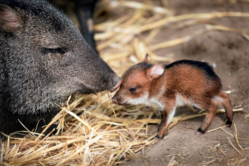 Collared Peccary Puppy with its mother