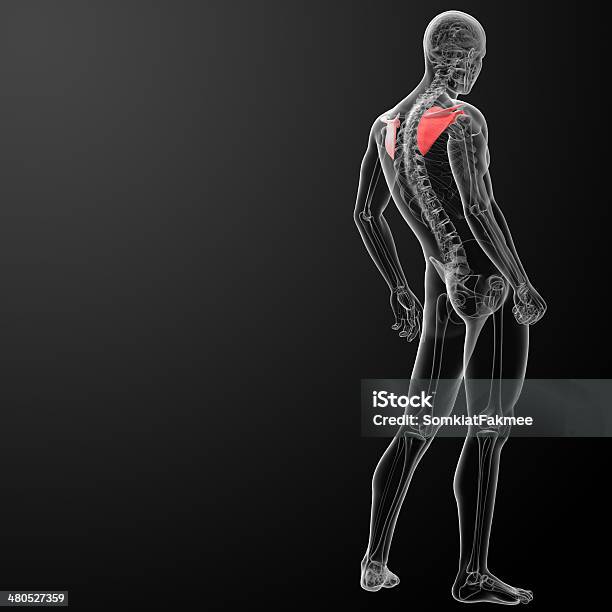 3 D Renderowania Ilustracja Łopatka Kości - zdjęcia stockowe i więcej obrazów Anatomia człowieka - Anatomia człowieka, Badanie lekarskie, Bez koszulki