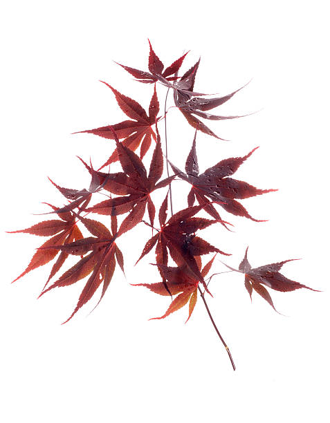 분재 아르카디아 잎 메이플 - japanese maple maple leaf leaf maple tree 뉴스 사진 이미지