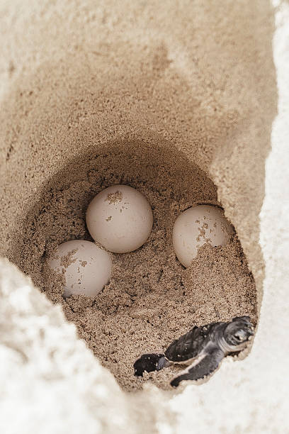 Tortue de mer œufs avec animal nouveau-né en Écloserie site - Photo