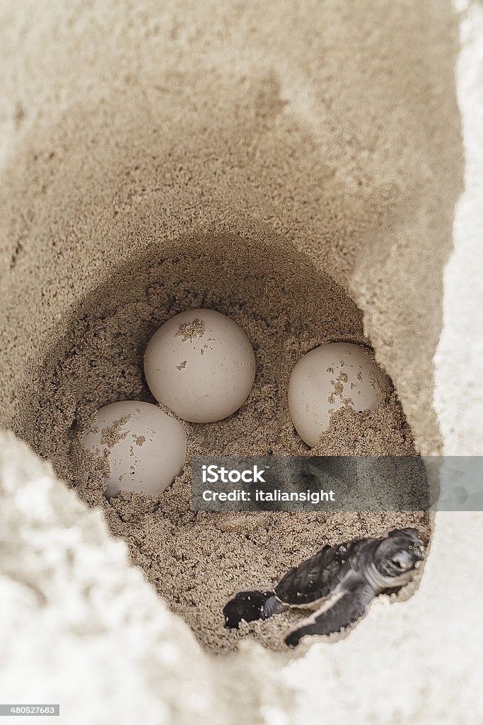 Sea turtle eggs with newborn animal in hatchery site Sea turtle eggs with newborn animal in sand hole at hatchery site. Animal Egg Stock Photo