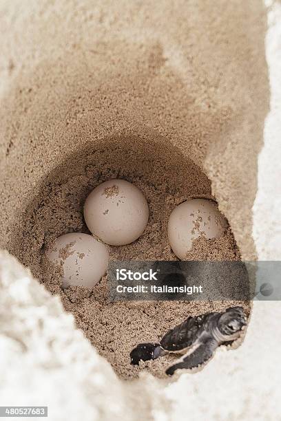 Sea Turtle Eggs With Newborn Animal In Hatchery Site Stock Photo - Download Image Now