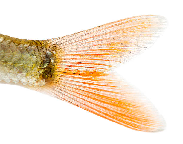 Close-up of a Common roach's caudal fin