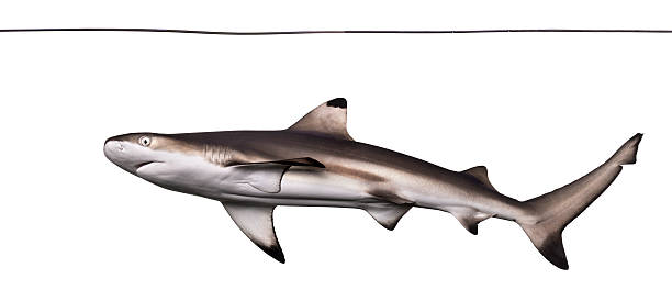 istock Blacktip reef shark viewed from below swimming under water line 480528429