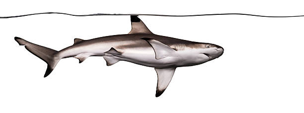 istock Blacktip reef shark swimming at the water surface 480528499