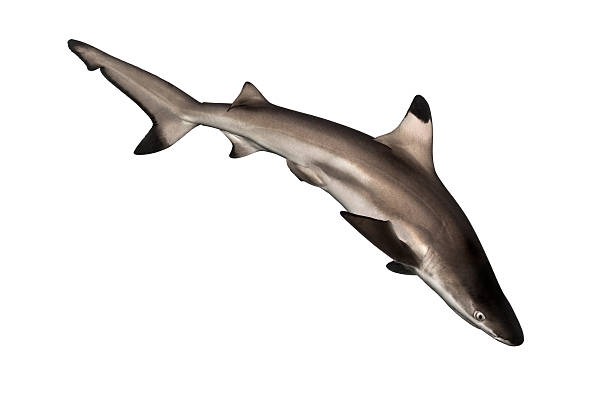 istock Blacktip reef shark swimming down, Carcharhinus melanopterus 480528605