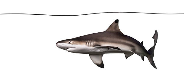 istock Blacktip reef shark swimming under water line, Carcharhinus mela 480528609