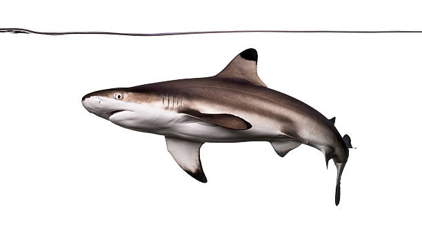 istock Blacktip reef shark swimming under water line 480528611
