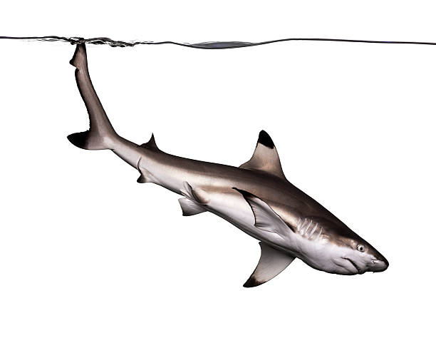 istock Blacktip reef shark swimming down, Carcharhinus melanopterus 480528627