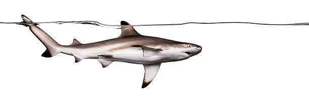 istock Blacktip reef shark swimming at the water surface 480528655