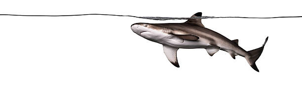 istock Blacktip reef shark swimming at the water surface 480528675