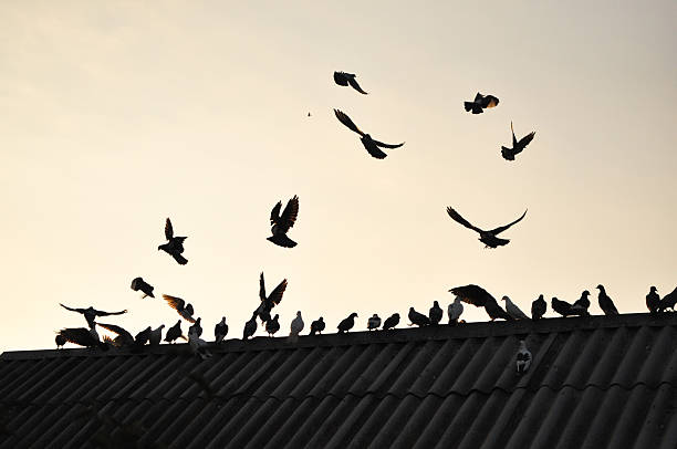 istock Pigeons in the sky. 480529915