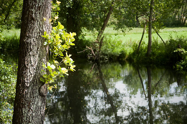 Tree trunks and reflections on the steady water of a  river in Galicia, Spain. 