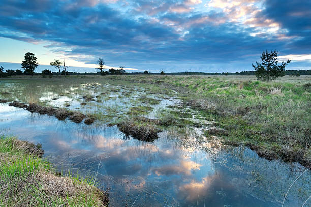 istock morning sky reflected in swamp water 480530526