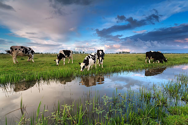 istock few cows grazing on pasture by river 480531988