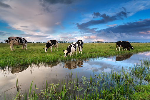 few cows grazing on pasture by river