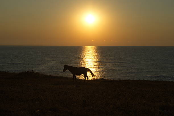 istock Horse on the sunshine 480532629