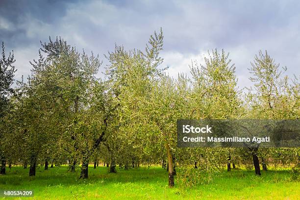 トスカーナのオリーブの木 - アレッツォのストックフォトや画像を多数ご用意 - アレッツォ, イタリア, オリーブの木