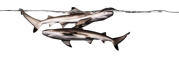 istock Blacktip reef sharks swimming together at the surface 480535259