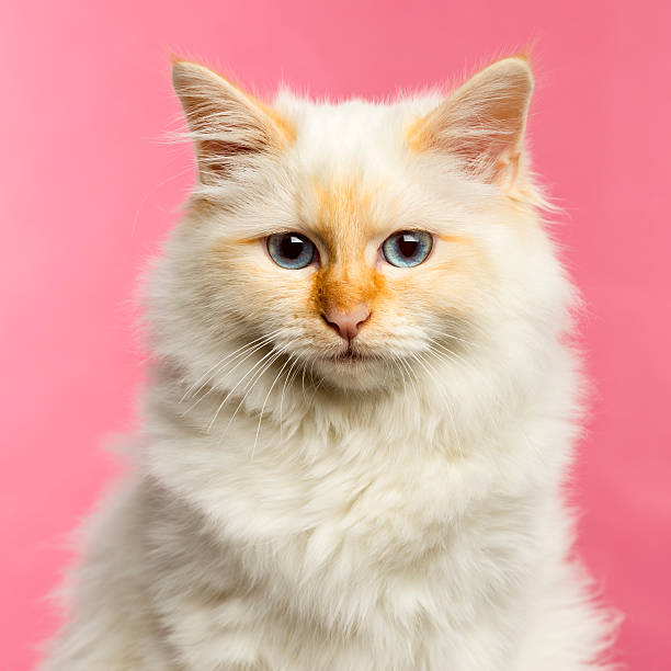 istock Close-up of a Birman cat, 5 months old 480535261