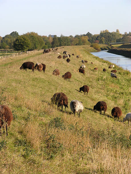 istock Heidschnucken graze at dike in the north of Germany 480535735