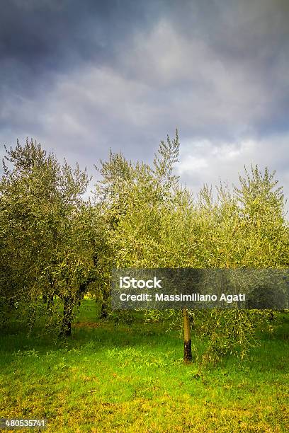 Oliveiras Em Toscana - Fotografias de stock e mais imagens de Agricultura - Agricultura, Ao Ar Livre, Arezzo