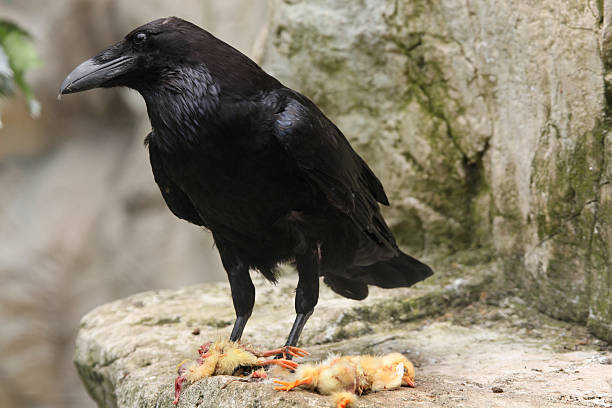 Common raven (Corvus corax). Common raven (Corvus corax) eating dead chicken. Wild life animal. raven corvus corax bird squawking stock pictures, royalty-free photos & images