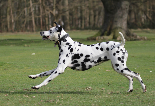 Dalmatian dog, profile, running in the Park
