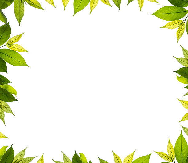istock isolated branch of green young leave on white background 480536266