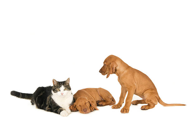 istock Cat with two Magyar Vizsla puppies 480537222
