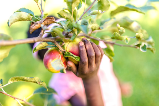 Detail of african girl picking ripe apples.