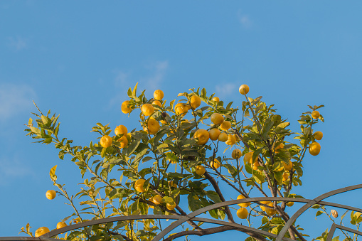 Branches of a Lemon tree full of yellow ripe fruits in a sunny day. blue sky in background.