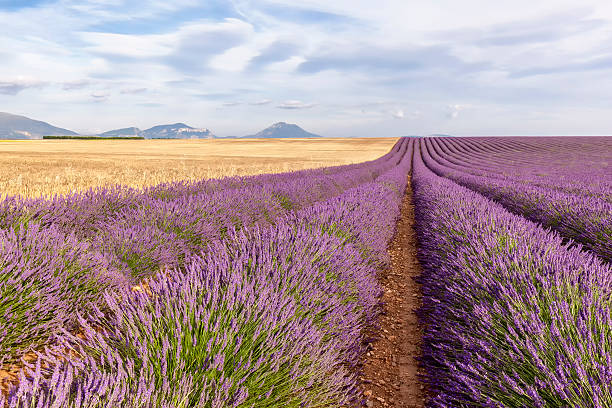 Two thirds lavender and wheat tier stock photo