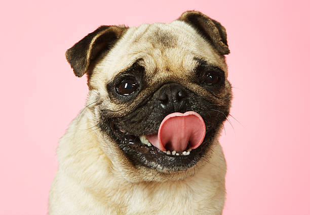 istock Pug Sticking Out Tongue 480538257