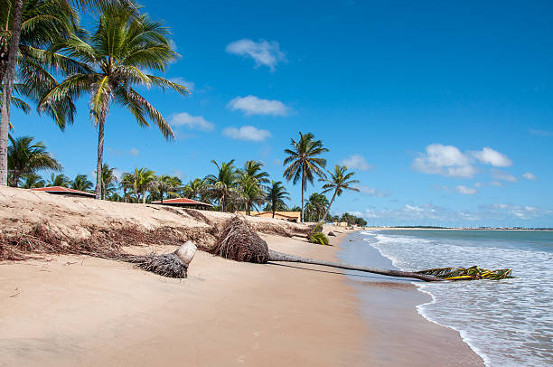 eroded beach with palms, pititinga, natal (brazil) - natal stok fotoğraflar ve resimler
