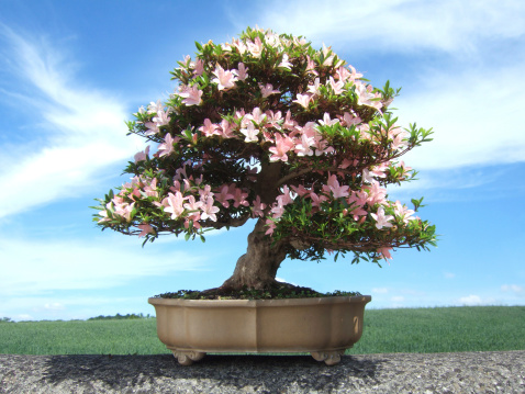 Bonsai Azalea Tree, Satsuki variety Nikko, (Rhododendron indicum) photographed on top of a stone wall with a field and blue sky with wispy clouds as background.