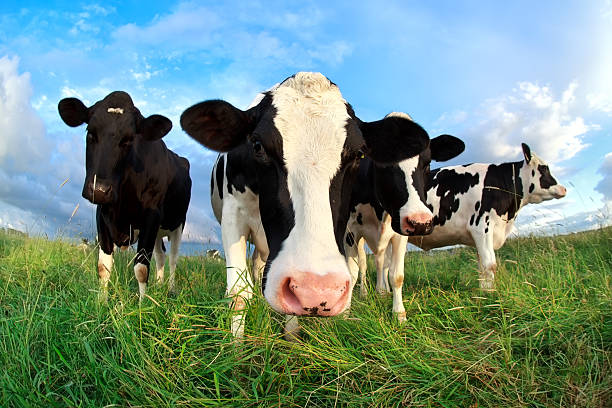 istock funny cow head over blue sky 480541398