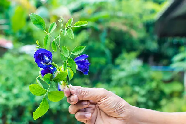 Photo of Butterfly pea flower, Clitoria ternatea