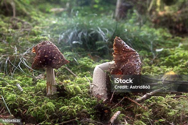 Mushrooms Stock Photo - Download Image Now - Autumn, Brown, Damaged