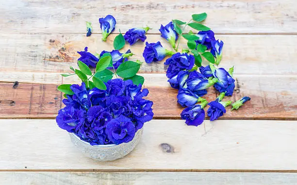 Photo of Butterfly pea flower, Clitoria ternatea